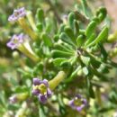 Flora of Sonora