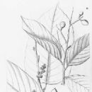 Taxa named by Edmond Tulasne