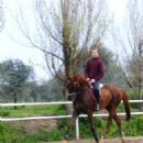 Part-Arabian breeds of horses and ponies