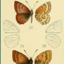 Taxa named by Francis Arthur Heron