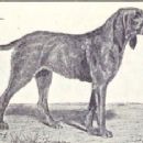 Chien-gris