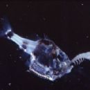 Bioluminescent fish