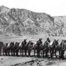 Twenty-mule team