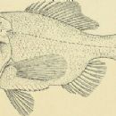 Blacktip sawbelly