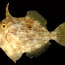 Taxa named by Giovanni Domenico Nardo