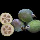 Crops originating from Uruguay