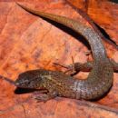Taxa named by Dennis M. Harris