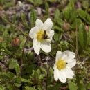 Flora of the Carpathians