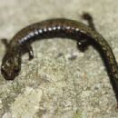 Amphibians described in the 20th century