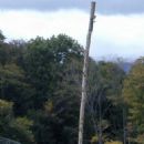 Lumberjack sports