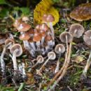Fungi described in 1937