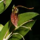 Taxa named by G. C. K. Dunsterville