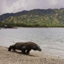 Komodo National Park