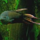 Taxa named by Fabian Herder