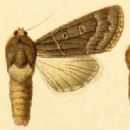 Taxa by Greek author