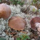 Fungi described in 1994