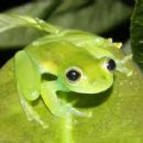Amphibians described in 1949