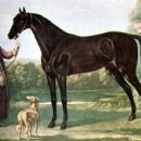 Individual Arabian and part-Arabian horses