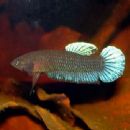 Taxa named by Dieter Schaller (aquarist)