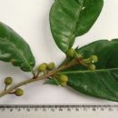 Taxa named by Charles Baehni