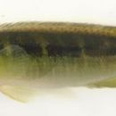 Taxa named by Carlos Alberto Santos de Lucena