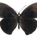 Butterflies described in 1949