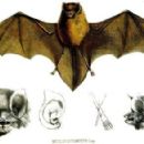 Mammals of Martinique