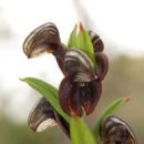 Orchids of Tasmania