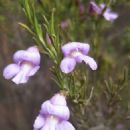 Taxa named by Bevan Buirchell
