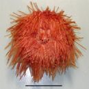 Animals described in 1967