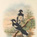 Birds of Kolombangara
