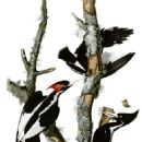 Picodynastornithes