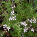 Taxa named by Achille Richard