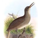 Birds of Martinique