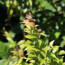 Taxa named by Andrew John Scott (botanist)