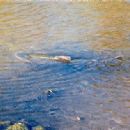 Rivers of Santa Clara County, California