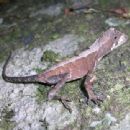 Reptiles described in 1885