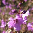 Taxa named by Barry John Conn
