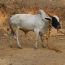 Animal husbandry in Maharashtra