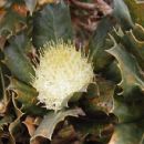 Taxa named by Carl Meissner