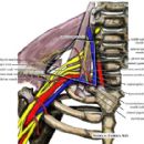 Medical illustration