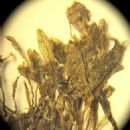 Taxa named by Carl Moritz Gottsche