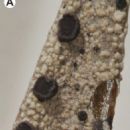 Taxa named by Adam Grzegorz Flakus