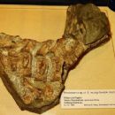Early Triassic reptiles of Europe