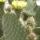 Flora of Guanajuato