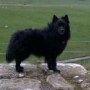 German Spitz Mittel