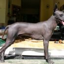 Dog breeds originating in South America