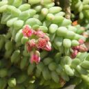 Flora of Chiapas