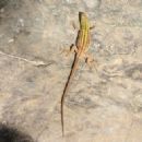 Taxa named by Constantine Samuel Rafinesque