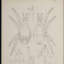 Animals described in 1930